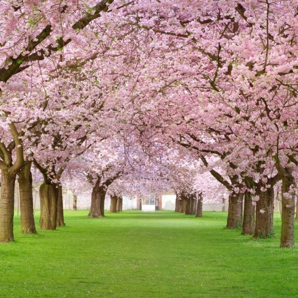 n/a - Picture 1 of 1